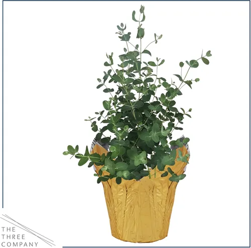 Vista 7 de Hierba aromática viva y saludable, eucalipto, mejora la calidad del aire, envuelta en cubierta Deco, 14 pulgadas de alto por 6 pulgadas de ancho