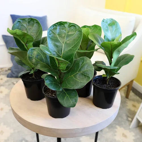 Vista 2 de Plantas for Pets - Higuera de hoja de violín (paquete de 4), paquete de plantas Ficus Lyrata, entrega de plantas vivas de Ficus, decoración popular