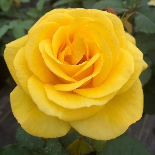 Vista 9 de Heirloom Roses Rose Bush - Easter Basket™ Planta amarilla viva para plantar al aire libre