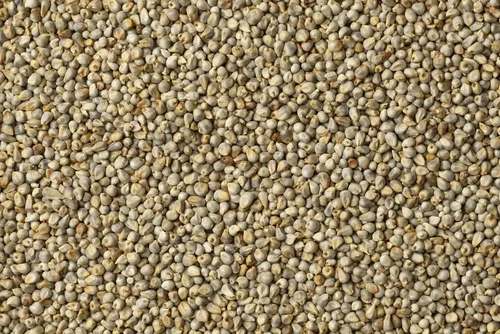 Vista 2 de Semillas de hierba de mijo perla para plantar - Pennisetum glaucum - Semillas de césped ornamental (1,000 semillas)
