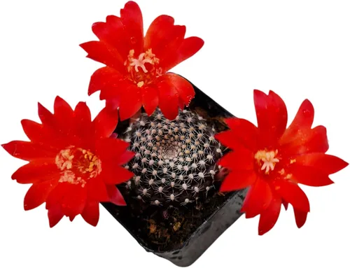 Vista 2 de Colección de plantas de cactus Live Rebutia para decoración del hogar maceta de 2 pulgadas (color del telar #2)