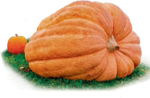 Vista 4 de Park Seed Capitán Jack - Semillas de calabaza híbridas – Variedad gigante en forma de barril alto para tallar, hornear y exhibiciones de otoño
