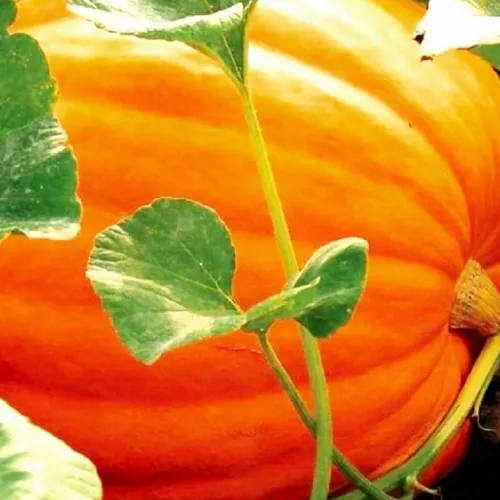 Vista 3 de 20 semillas de calabaza Big Max para plantar semillas de jardín frescas sin OMG Sin OMG, semillas de reliquia, semillas de jardín frescas