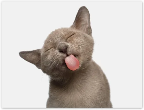 Vista 5 de Tarjetas divertidas de gatito, paquete de 12 tarjetas divertidas de notas de gato con sobres, 4 divertidos diseños de fotos, interior en blanco