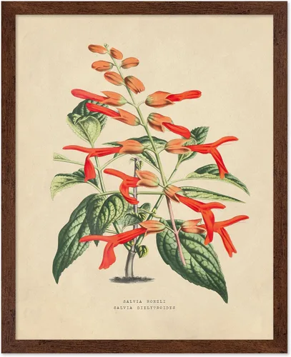 Vista 9 de Poster Master Póster Vintage de Titmouse Canadiense - Impresión Retro de Aves de América - Arte de Aves - Regalo para Hombres, Mujeres y Amantes