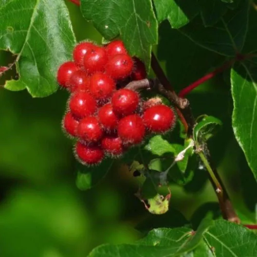 Vista 3 de Zumaque Dulce (Rhus aromatica) - Paquete de 10 Semillas