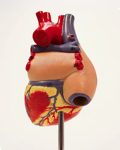 Vista 8 de Modelo de corazón humano de tamaño real de Axis Scientific, diseño magnético de 2 partes con 34 estructuras internas claramente rotuladas, montado
