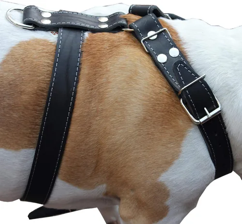 Vista 2 de Arnés para perro de cuero genuino negro grande. 30-35 pecho, 1.5 correas anchas Pitbull, Boxer