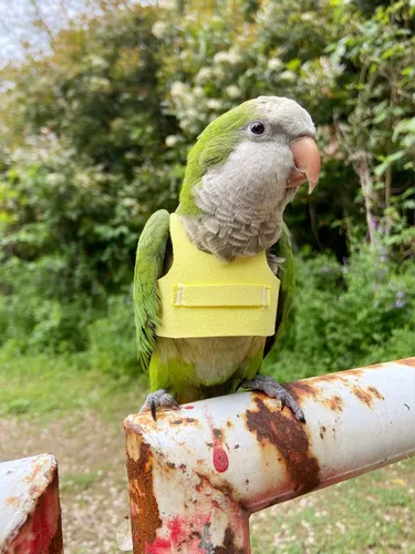 Vista 2 de Chaleco de arnés de vuelo de pájaro, traje de loro con correa para periquitos, cacatúas, conures, ropa voladora y asa para entrenamiento
