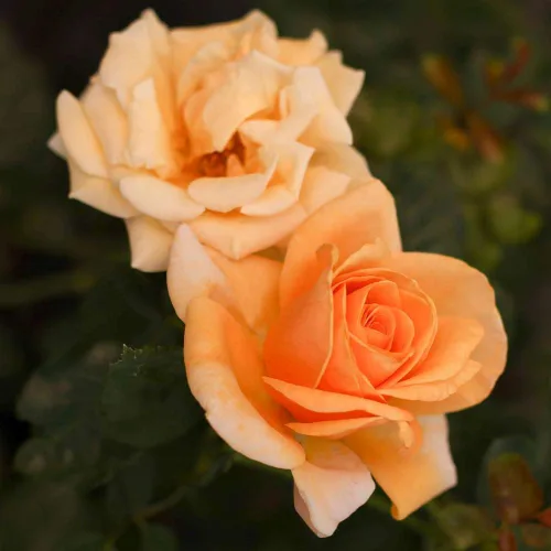 Vista 4 de Rosas de té híbridas Heirloom, Planta de raíz propia viva para jardín al aire libre, Beautiful Day®, muy fragantes, zonas de rusticidad: 6-9