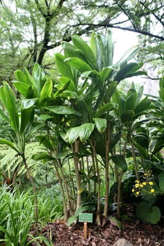 Vista 2 de HAWAIIAN GREEN TI HOJA PLANTA 2 LOGS ~ CRECIR HAWAII