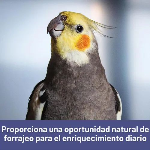 Vista 4 de Kaytee Spray Millet For Birds, 12 Count (Pack of 1) (El embalaje puede variar) Diversión de forrajeo. Mijo de ave en un tallo. Mijo de periquito