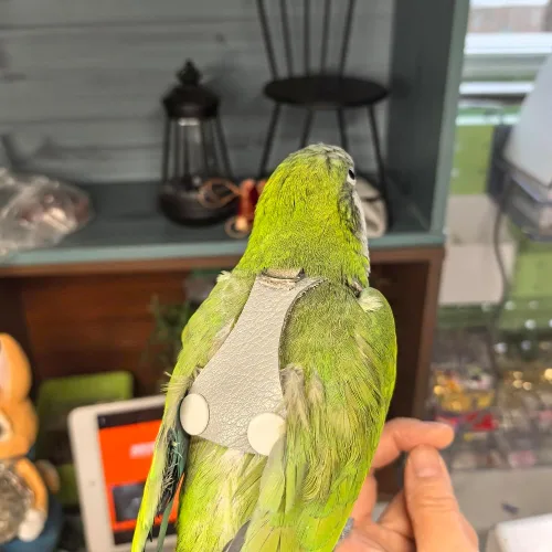 Vista 6 de Chaleco de arnés de vuelo de pájaro, traje de vuelo de loro con correa para periquitos, cacatúas, conures budgies, ropa de vuelo de pájaros