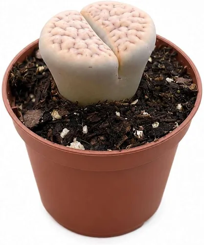 Vista 14 de Succulent Elephant Bush - Planta viva Plantas de interior en maceta de 4 Suculento Elefante Arbusto