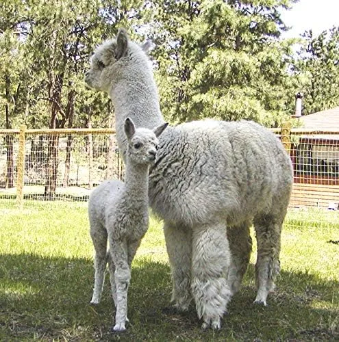 Vista 6 de WARRIOR ALPACA SOCKS - Regular Weight - Therapeutic Diabetic - Loose Extra Wide Top - Unisex