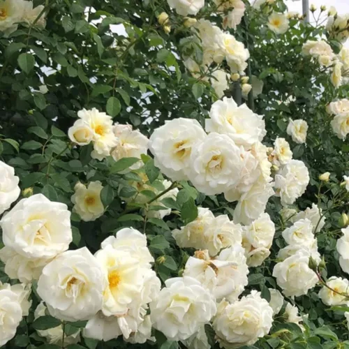 Vista 3 de Arbustos de rosas blancas cremosas listas para plantar, rosas trepadoras, plantas vivas fragantes, 6-8 pulgadas de alto en maceta, floración durante