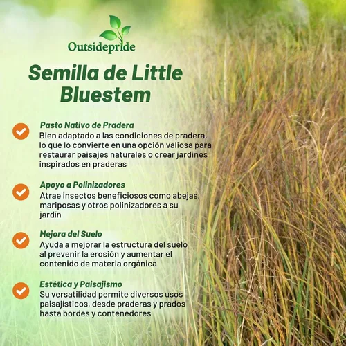 Vista 4 de Outsidepride Semilla de hierba perenne Little Bluestem – 1 libra Temporada cálida, resistente a la sequía, semillas de hierba de pradera nativa