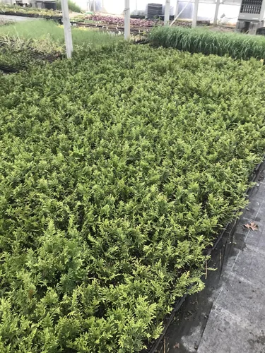 Vista 3 de 10 Arborvitae Green Giant Thuja Plicata 2.5 pulgadas Pot 6-12" Alto