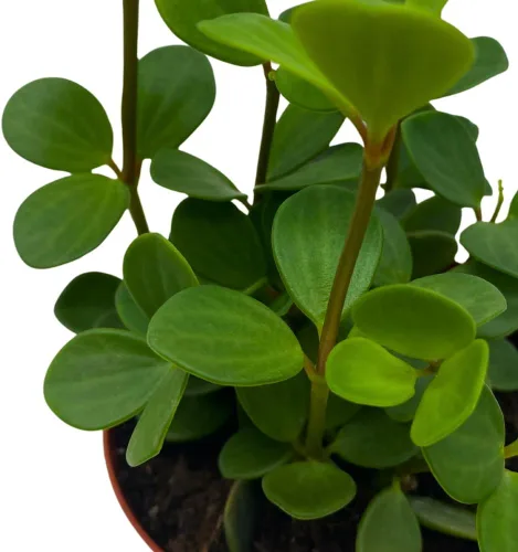 Vista 4 de BubbleBlooms Peperomia Esperanza en una olla rotundifolia de 4 pulgadas