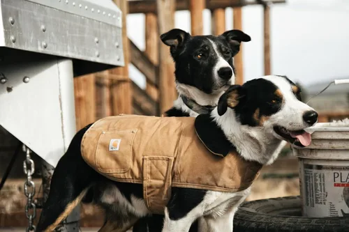Vista 5 de Carhartt Firm Duck - Abrigo aislante para perros, resistente al clima y duradero para condiciones frías y ventosas, libre de PFAS (Carhartt marrón)
