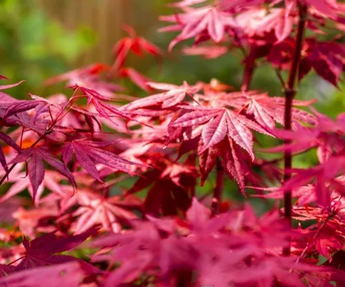Vista 4 de 60 semillas de árbol de arce de azúcar premium, Acer Saccharum Northern Deciduous Rock Maple Seeds para colores otoñales