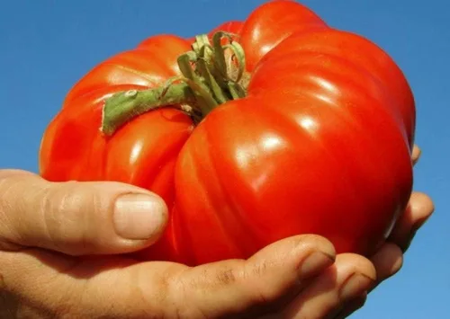 Vista 2 de Semillas Red Giant Beefsteak Tomate Indeterminado No GMO Heirloom
