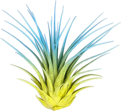 Vista 3 de Planta de aire Rainbow Tillandsia, planta de aire Tillandsia, planta de aire, purificación de aire, planta de casa, decoración y regalo para el azul