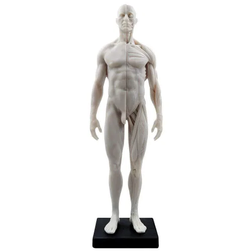 Vista 2 de BONEW Modelo del cuerpo de la cabeza del cráneo de la anatomía anatómica humana de la resina de los 30CM del hueso del músculo del modelo masculino