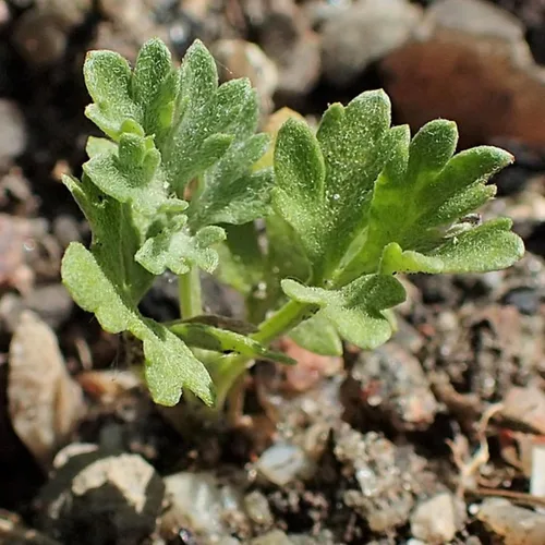 Vista 7 de Seed Needs Semillas de ajenjo para plantar hierbas tradicionales sin OMG, 1 paquete