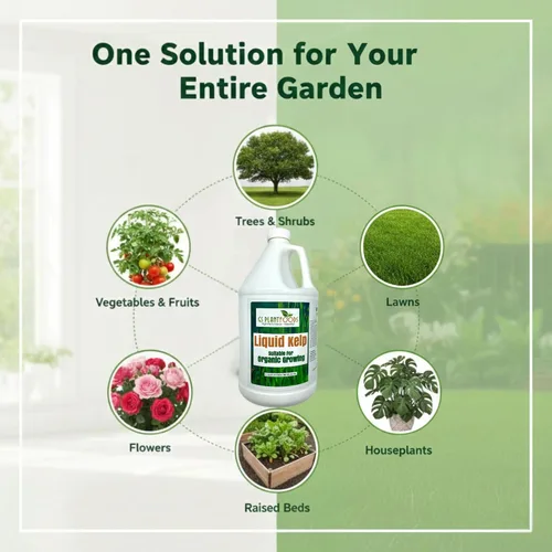 Vista 6 de GS Plant Foods Fertilizante Líquido de Kelp – Adecuado para Cultivo Orgánico, Concentrado de Algas Marinas Listado por OMRI para Césped, Jardines