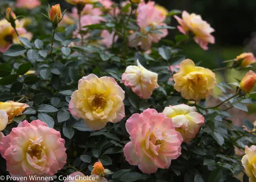 Vista 2 de OSO Easy® Italian Ice Rose- Rebloomer - Ganadores probados - Maceta de 4 pulgadas