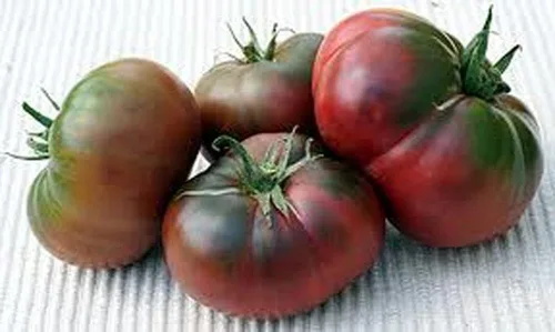 Vista 3 de Tomate, negro de TULA, reliquia, 100 semillas, tomate negro más grande - sabroso