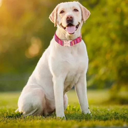 Vista 2 de Collares personalizados para perros grandes y medianos, material de nailon fuerte y grueso para razas masculinas y femeninas, con placa