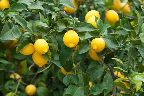 Vista 25 de Semillas de frutas para plantar - Semillas de frutas de jardín (caqui americano - 10 semillas)