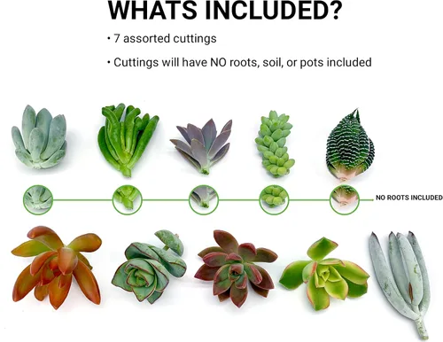 Vista 2 de 7 esquejes de suculentas vivas, sin raíces en las plantas, plantas suculentas vivas, ideal para terrarios, mini plantas iniciales de jardín por The