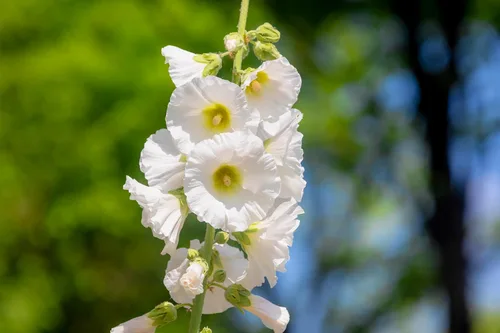 Vista 4 de 25 semillas de flores blancas de Alcea Rosea de Hollyhock PerennialComb S/H de Seedville