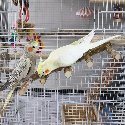 Vista 4 de Soporte grande de perca para pájaros de 15.7 pulgadas, juguetes de escalera de loro de madera natural, accesorios para jaula de pájaros, adecuado