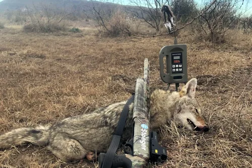 Vista 4 de MOJO Outdoors Señuelo de llamadas electrónicas de triple amenaza, sistema de llamadas completo de 3 partes para la caza exitosa de depredadores