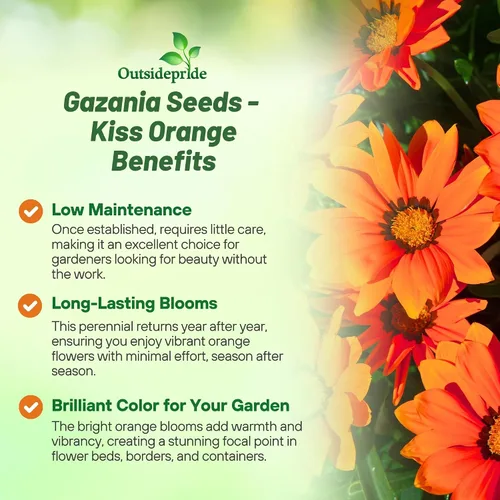 Vista 3 de Outsidepride Kiss Orange Gazania Semillas para plantar – 25 piezas de semillas perennes, de bajo mantenimiento, tolerantes a la sequía para flores