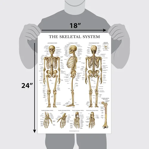 Vista 2 de Juego de 16 carteles anatómicos - Laminado - sistema muscular, sistema esquelético, sistema digestivo, sistema respiratorio, sistema circulatorio