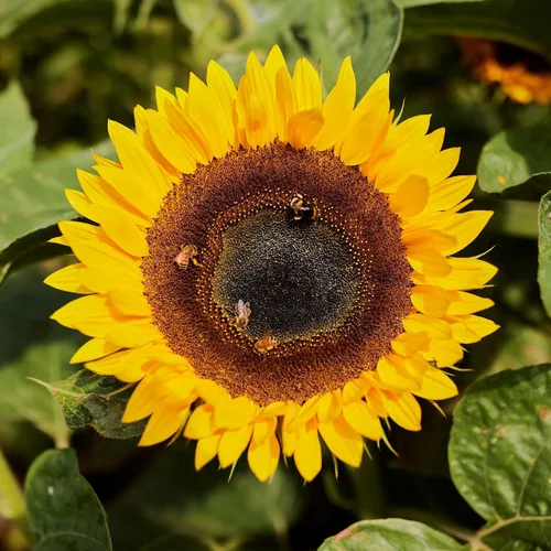 Vista 23 de Eden Brothers Semillas de girasol - Autumn Beauty