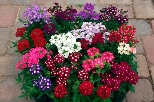 Vista 2 de Verbena Mix Hierba de la Cruz Flores Anuales para Plantar
