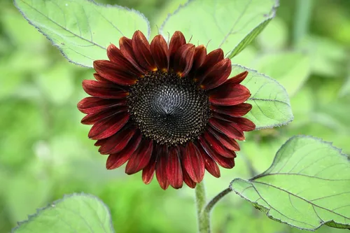 Vista 5 de 25 semillas de flor de girasol Helianthus annuus RED VELVET QUEEN