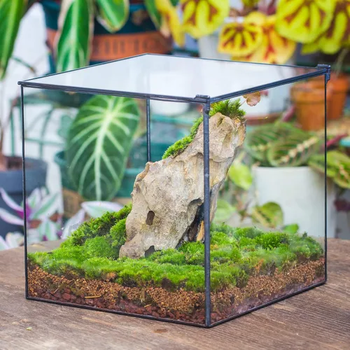 Vista 4 de NCYP Terrario de cristal cerrado con tapa, 10 x 10 x 10 pulgadas, maceta cuadrada negra de vidrio para suculentas, paisaje de mesa para el hogar