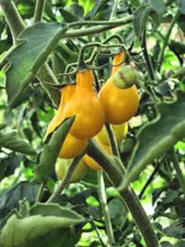 Vista 3 de Tomate, semillas de tomate de pera amarilla, reliquia, sin OMG, más de 25 semillas, sabroso, ideal para ensaladas