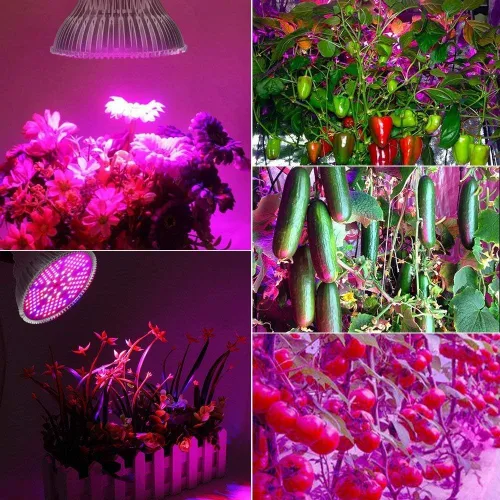 Vista 3 de highydroLED Bombilla LED de crecimiento de 100 W de espectro completo, bombilla para plantas con 150 LED para plantas de interior, enchufe E26/E27
