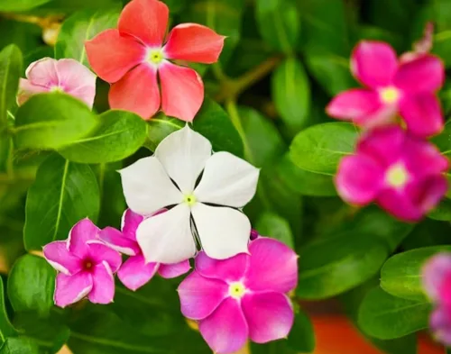 Vista 5 de 1200 Semillas de bígaro Madagascar Mix Flores Perennes - Catharanthus roseus Vinca Bígaro Rosa