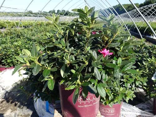 Vista 3 de Azalea Encore Autumn Twist (Azalea Reblooming) Arbusto, RB blanco/púrpura, #3 - Tamaño Contenedor