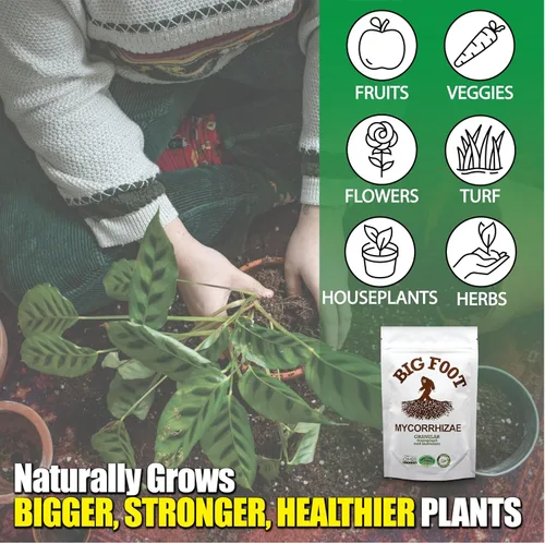 Vista 4 de Big Foot Hongos micorrícicos granulares para trasplantes - para todas las plantas - Estimulador de raíces fácil de usar - Trata 1200 plantas