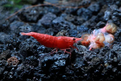 Vista 8 de Camarones vivos de acuario de agua dulce - Neocaridina (Bloody Mary, 5 unidades)